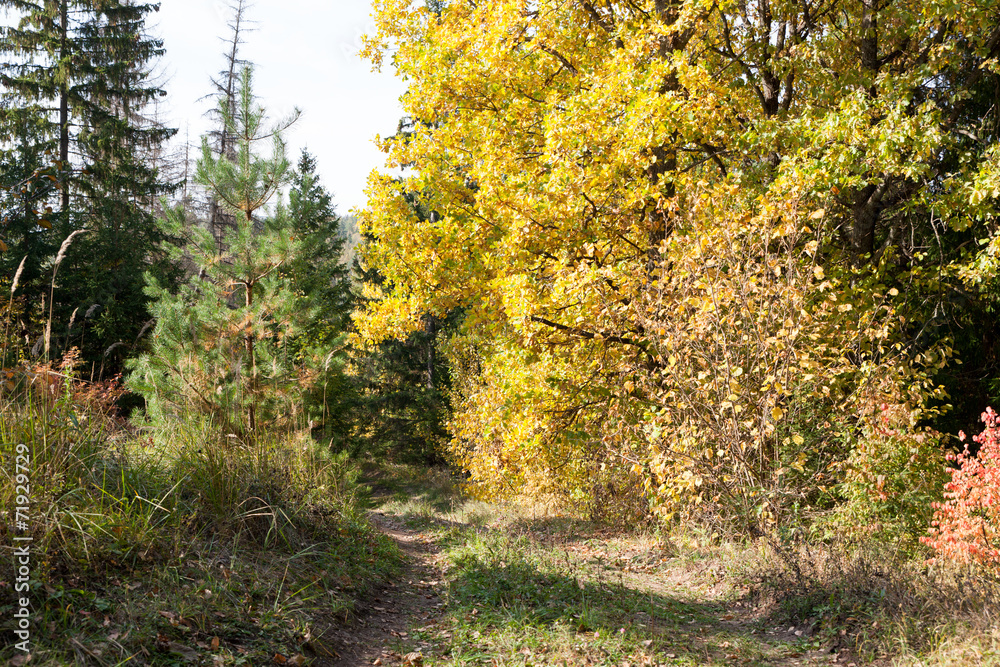 Obraz premium Road in the autumn forest
