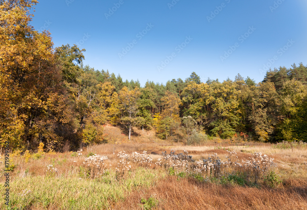 autumn forest on a hill