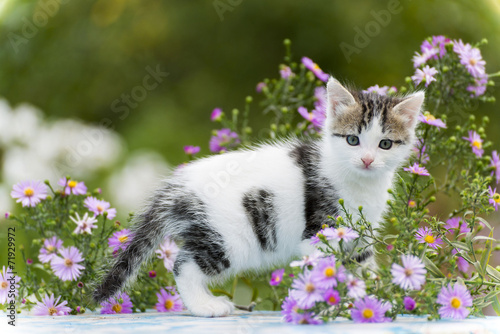 Motley kitten standing on  background of flowers #71929972