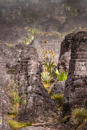 A very rare endemic plants on the plateau of Roraima - Venezuela photo