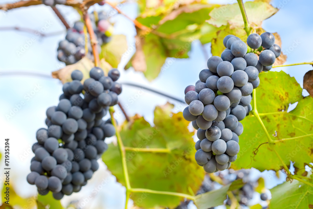 Fototapeta premium Red Grapes