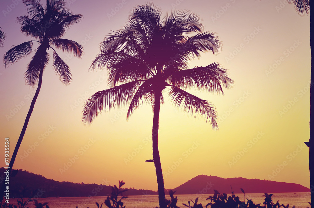 palm tree and beach
