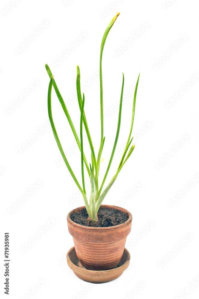 Young onion  plant in pot isolated white