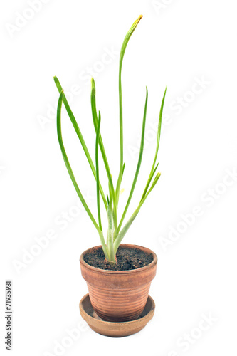 Young onion plant in pot isolated white