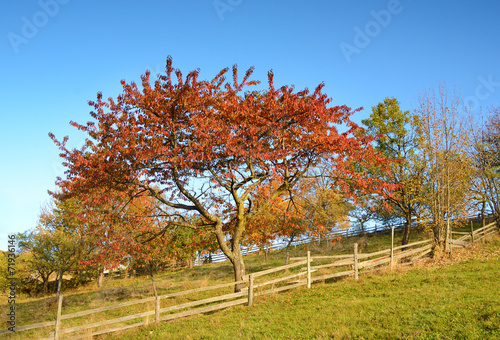 Magic landscape with a tree with red leaves in autumn (relaxatio