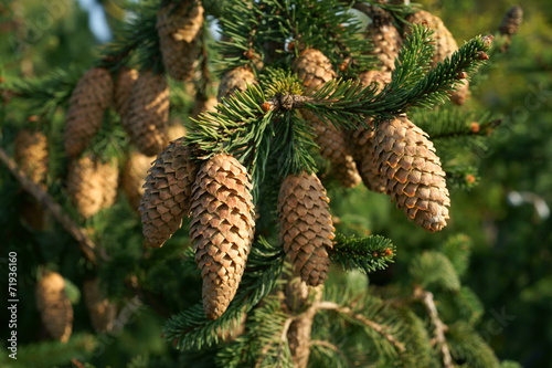 Picea abies Acrocona - autumn spruce cones