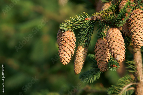 Picea abies Acrocona - autumn spruce cones