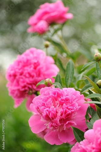 Fototapeta Naklejka Na Ścianę i Meble -  Blooming Peony Bush with Large Pink Flowers