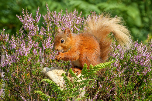 Red Squirrel in English countryside photo