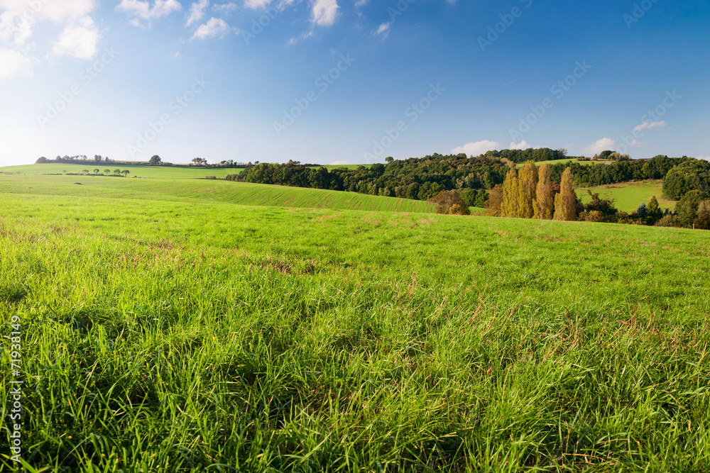 Wiese im Sonnenuntergang