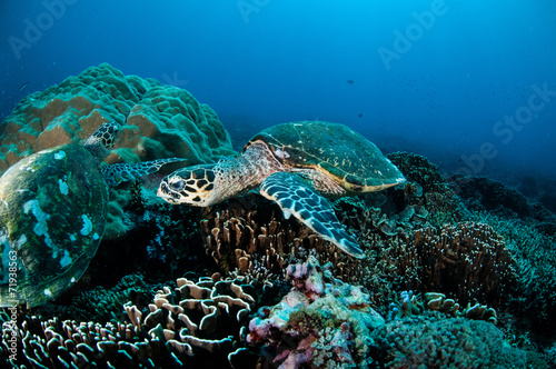 Fototapeta Naklejka Na Ścianę i Meble -  Hawksbill Turtle in Gili Lombok Nusa Tenggara Barat underwater