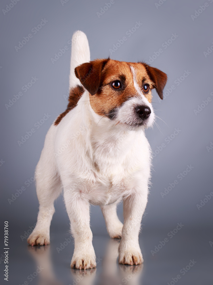 Jack Russell Terrier dog Jack Russell Terrier dog