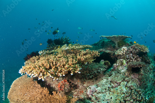 Various coral reefs  Gili Lombok Nusa Tenggara Barat underwater