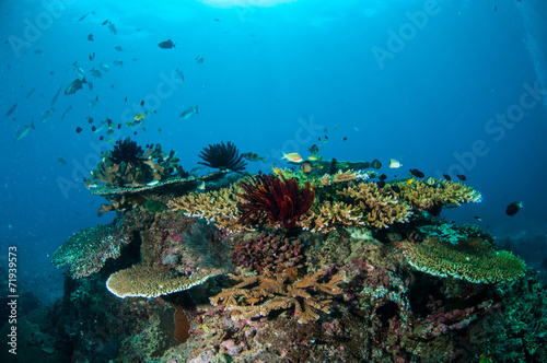 Various coral reefs, Gili Lombok Nusa Tenggara Barat underwater