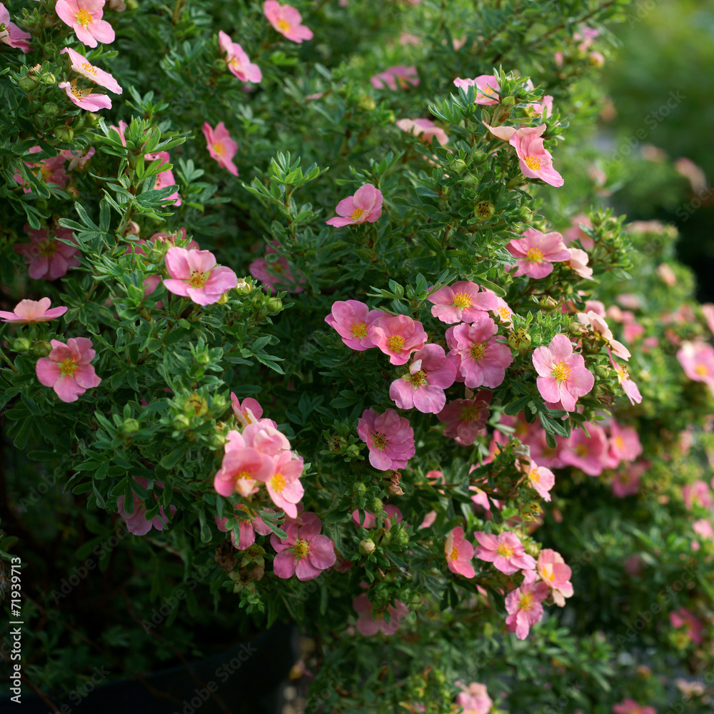 Obraz premium Potentilla fruticosa Pink Beauty - cinquefoils