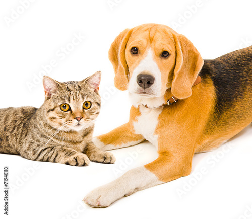 Portrait of a dog and a cat lying together © sonsedskaya