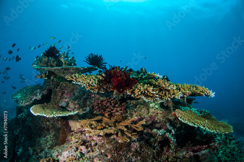 Various coral reefs, Gili Lombok Nusa Tenggara Barat underwater