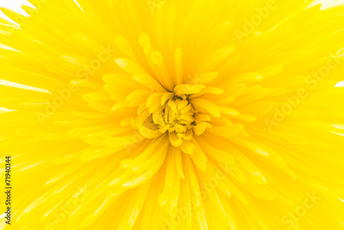 Yellow flower