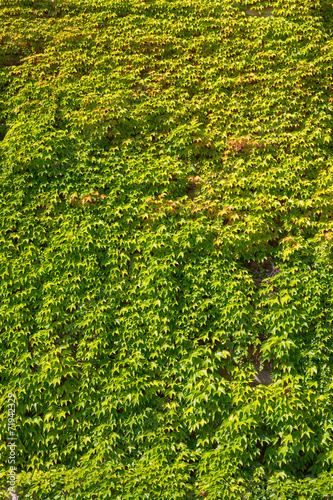wall covered by green foliage