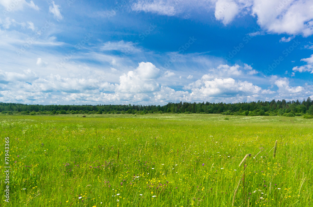 Fototapeta premium Grass Lawn Nobody Outside