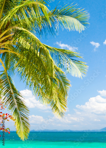 Jungle and Sea Under Trees