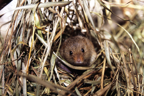 tololino delle risaie micromys minutus tirolo austria photo