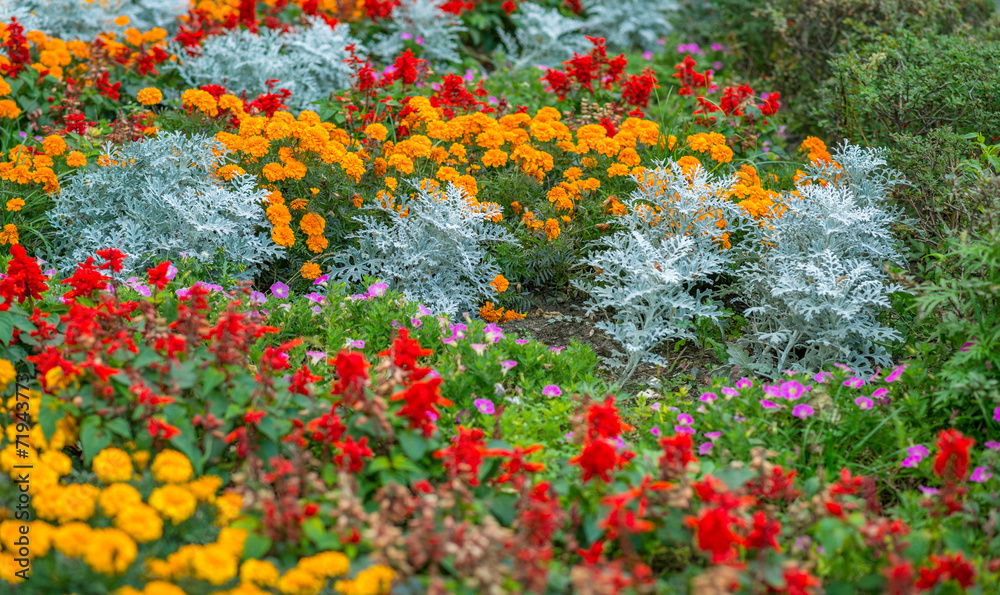 Colorful flower garden in bloom. Selective focus.