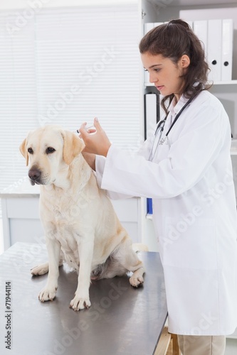 Fototapeta Naklejka Na Ścianę i Meble -  Veterinarian doing injection at a cute dog