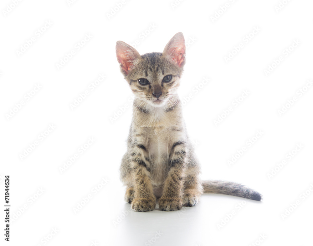 Obraz premium Cute tabby kitten isolated