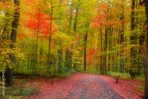 Beautiful bike trail through autumn trees