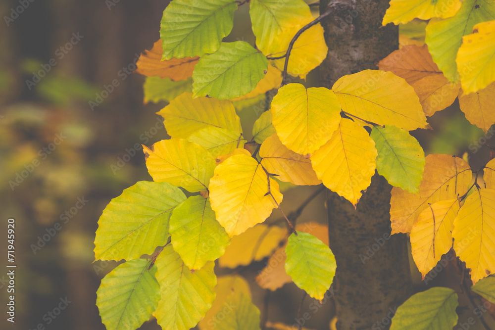 Colorful leaves on trees in autumn season in Poland.