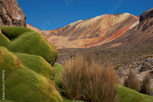 Green Plants in the Atacama Desert photo