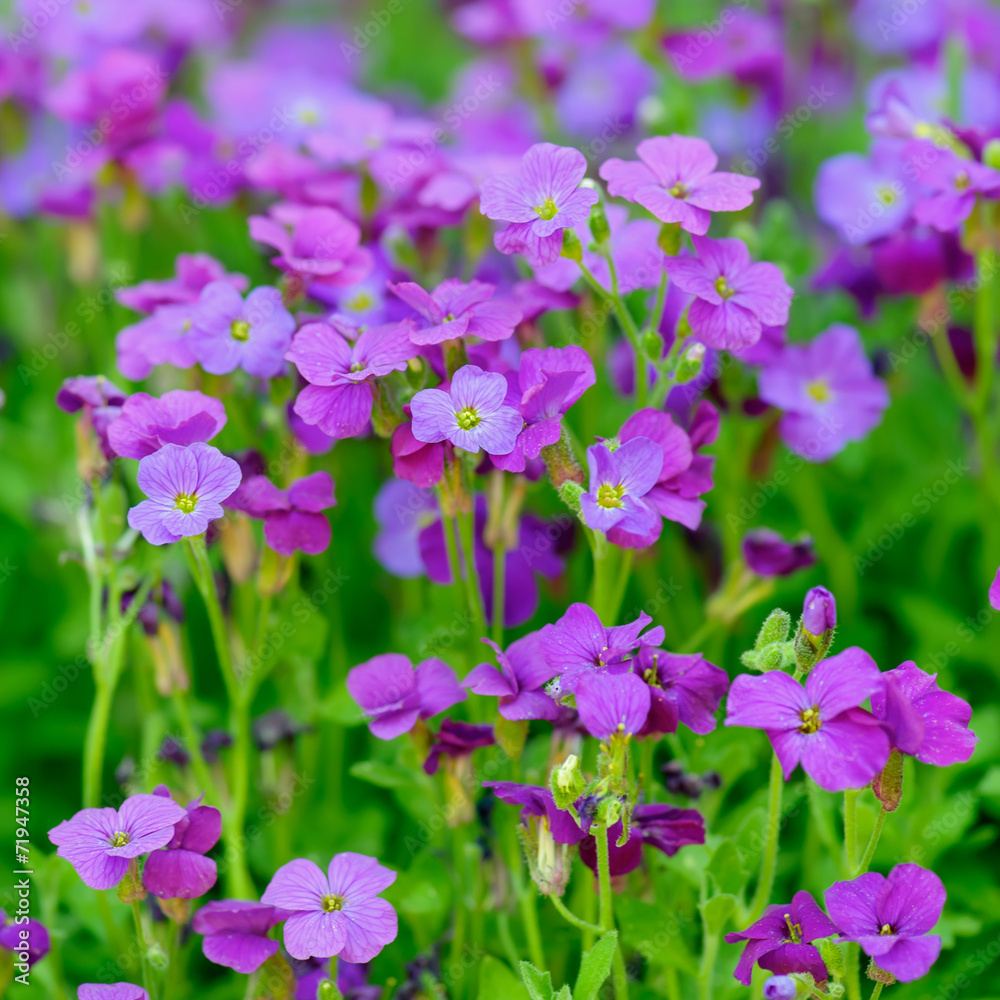 Aubretia purple blossom