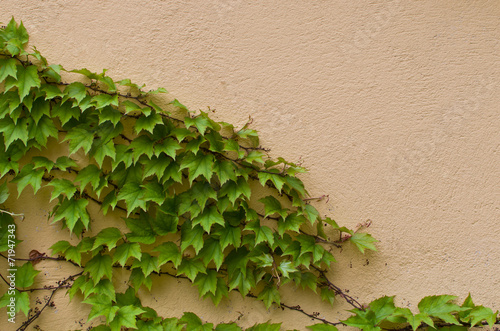 Old wall overgrown with green ivy.
