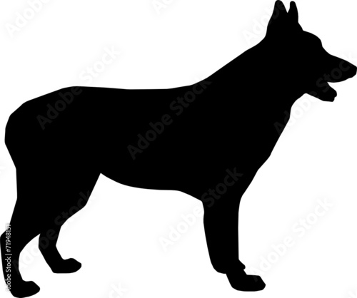 Hund