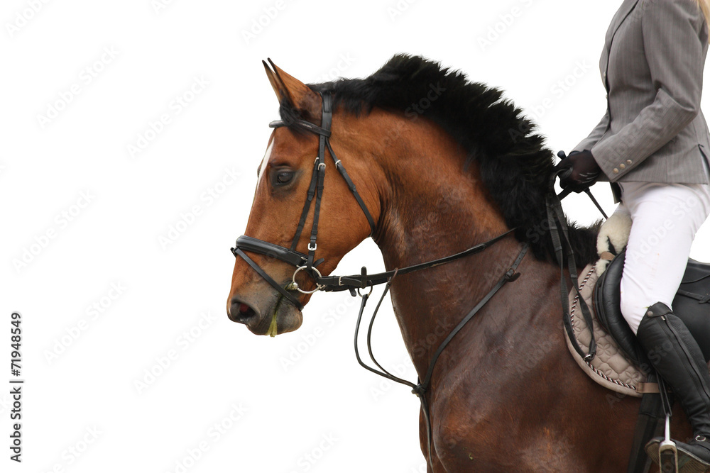 Beautiful sport horse portrait on white background Beautiful sport horse portrait on white background