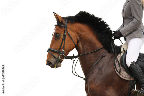 Beautiful sport horse portrait on white background