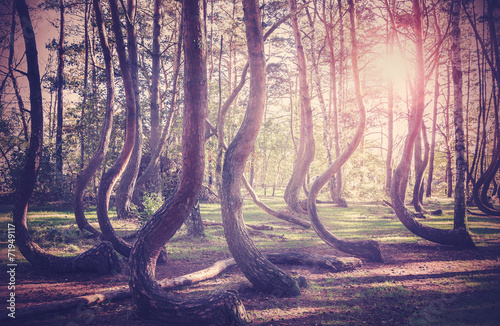 Vintage filtered picture of sunset at mysterious crooked forest in Gryfino, Poland