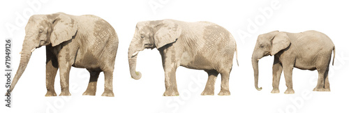 Sticker Family of elephants