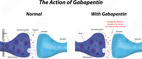 The Action of Gabapentin photo