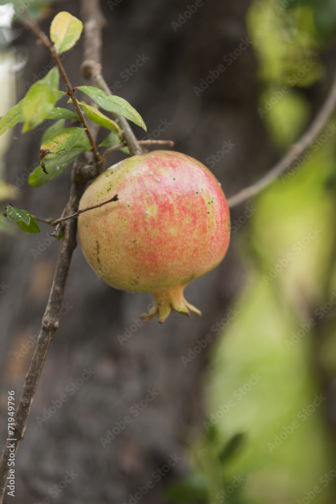 pomegranate on tree pomegranate on tree