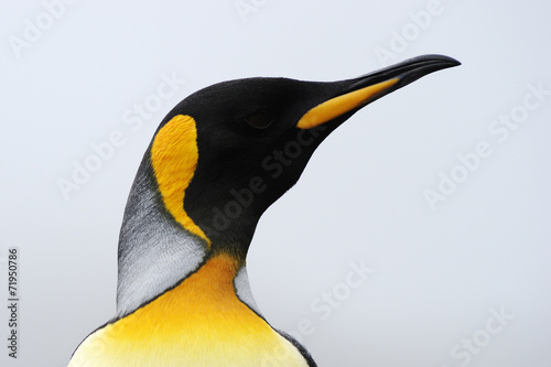 King Penguin (Aptenodytes patagonicus) portrait