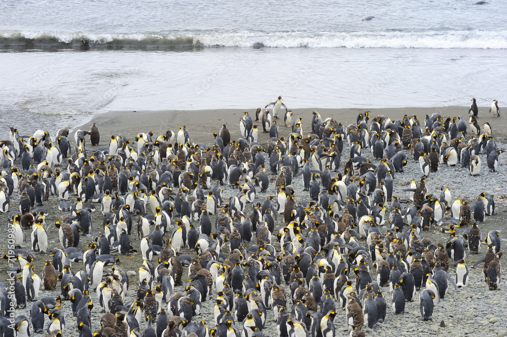 Obraz premium King Penguin (Aptenodytes patagonicus) colony on the beach