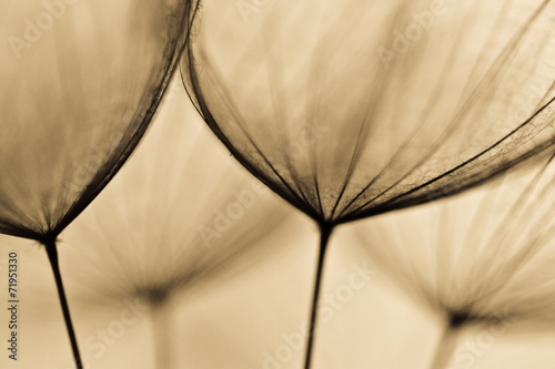 Abstract macro of plant seeds with water drops. Big dandelion #71951330