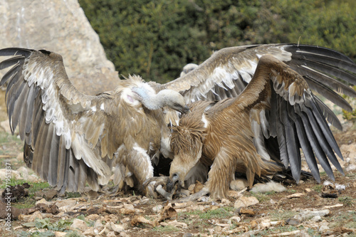 Two griffon vultures fighting. photo