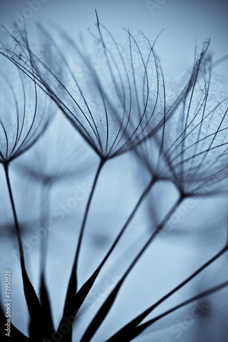 Wet dandelion on white, shiny surface with small droplets 