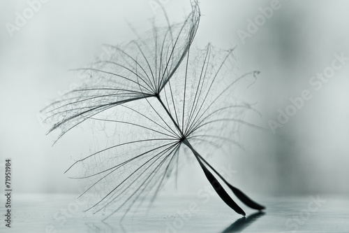 Fototapeta Mokry dandelion na białej, błyszczącej powierzchni z małymi kropelkami