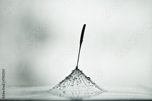 Naklejka Mokry dandelion na białej, błyszczącej powierzchni z małymi kropelkami