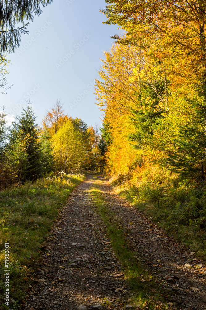 Chemin en forêt en automne
