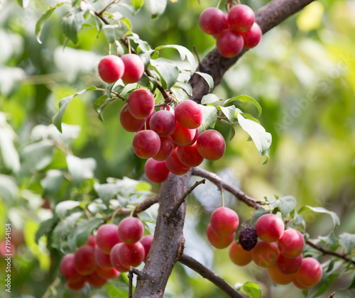 plums on the tree in nature